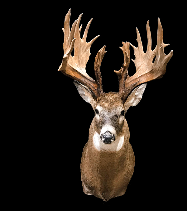 Greatest Typical Ever? - North American Whitetail