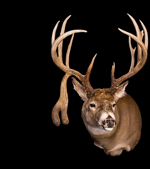 Greatest Typical Ever? - North American Whitetail